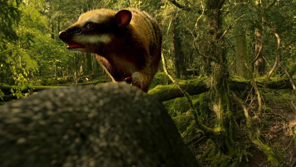 Bild 1 von 15: Das Pediomyid, ein früher Säugetiervorfahr, war ein Zeitgenosse der letzten Dinosaurier.