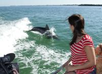 Anna und die wilden Tiere