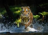 Schauplatz Wildnis - Kämpfe im Tierreich