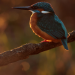 Abenteuer Wildnis