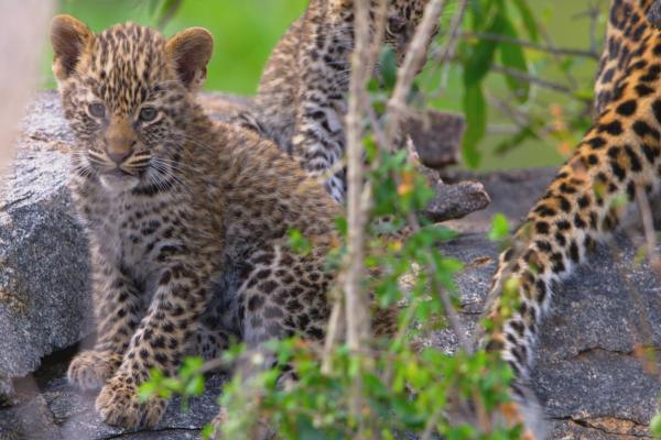 Bild 1 von 6: Leopardenjunge bleiben im Schutz der Mutter bis sie sich selbst versorgen können.