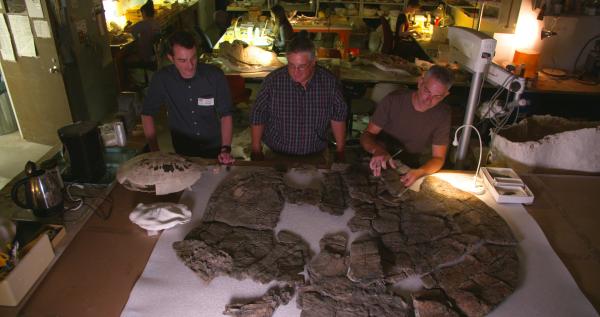 Bild 1 von 4: Panzer-Puzzle: Internationale Wissenschaftler setzen die fossilen Panzerteile einer Riesen-Schildkröte zusammen. Links zum Vergleich der Panzer einer heutigen Meeres-Schildkröte.