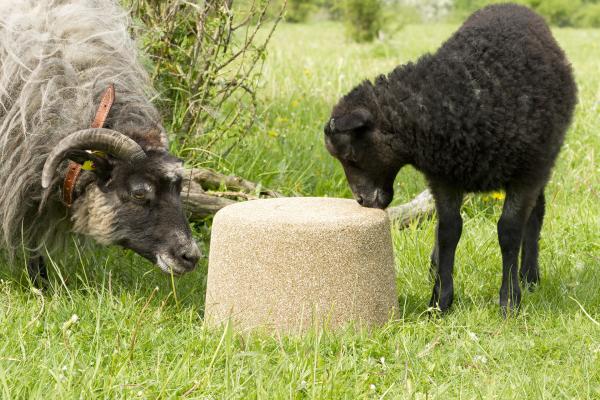 Bild 1 von 5: Schirley Schaf und ihre Freundin Schanine streiten sich um den salzigen Leckstein. Kann Keks den beiden helfen?