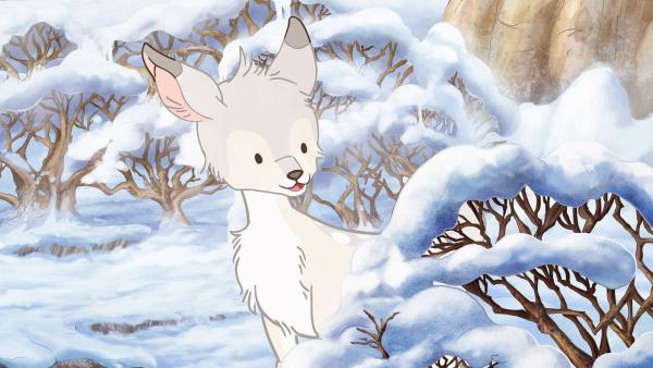 Bild 1 von 10: Neugierig schaut das kleine weiße Reh hinter einem Busch hervor.