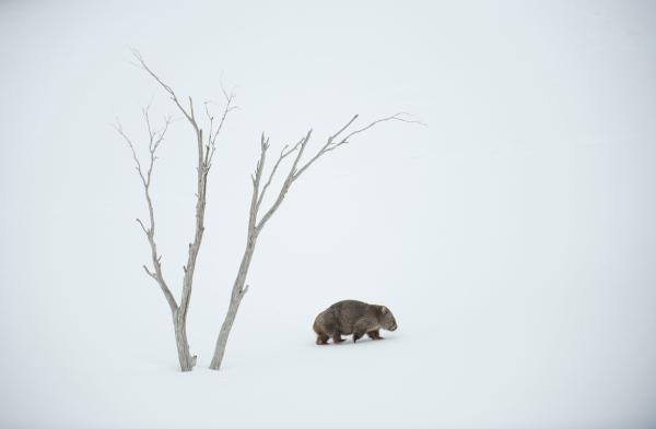 Bild 1 von 15: Wombats gehören zu den wenigen Tieren Australiens, die oberhalb der Schneegrenze leben können.