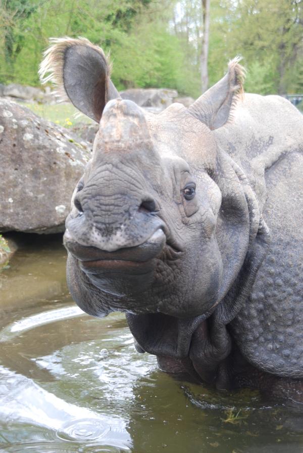 Bild 1 von 1: Ein Panzernashorn.