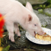 Rennschwein Rudi Rüssel