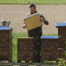 Schnellflug durchs Bienenjahr