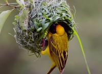 Tierische Überflieger