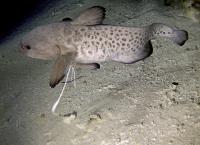 Geheimnisse der Tiefsee