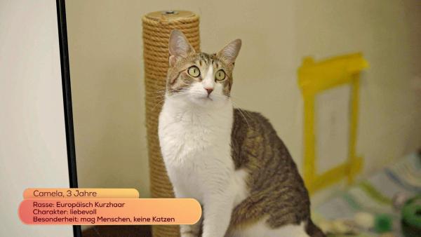 Bild 1 von 14: Im Bild: Maggie Entenfellner stellt im TierQuarTier Wien folgende Tiere vor, die ein neues Zuhause suchen: Camela, 3 Jahre.