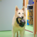 Können Hunde sprechen?