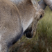 Tierische Kämpfer