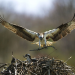 Tierisch Wohnen