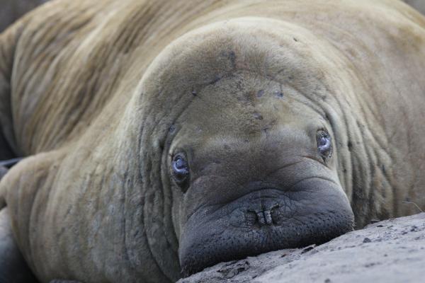 Bild 1 von 13: Das Pazifische Walross lebt an den kalten Küsten Russlands.