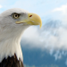 Welt der Tiere