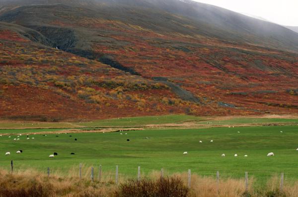 Bild 1 von 3: Auf Island leben mehr Schafe als Menschen.