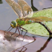 Natur im Garten - Paradies vor der Haustür