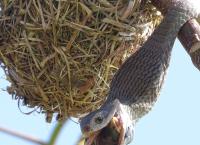 Die tödlichsten Schlangen der Welt