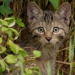 Tierisch wild im Südwesten