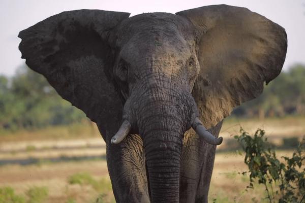 Bild 1 von 2: Wilderer töten Elefantenmütter wegen ihres Elfenbeins. Die meisten zurückgelassenen Kälber würden ohne fremde Hilfe nicht überleben.