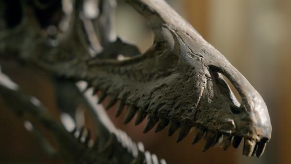 Bild 1 von 4: Die Skelette von Dinosauriern bieten wichtige Einblicke in ihre Anatomie und Lebensweise. Trotz ihres Aussterbens vor 66 Millionen Jahren haben sich einige ihrer Nachfahren, die heutigen Vögel, dank ihrer Anpassungsfähigkeit weiterentwickelt und überlebt.