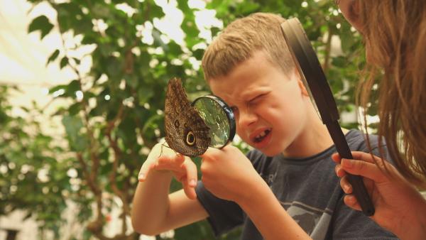Bild 1 von 4: Oscar bestaunt einen Schmetterling.