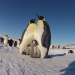 Abenteuer Winter - Tiere im Schnee