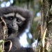 Das Lied der Gibbons