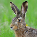Unser Wild