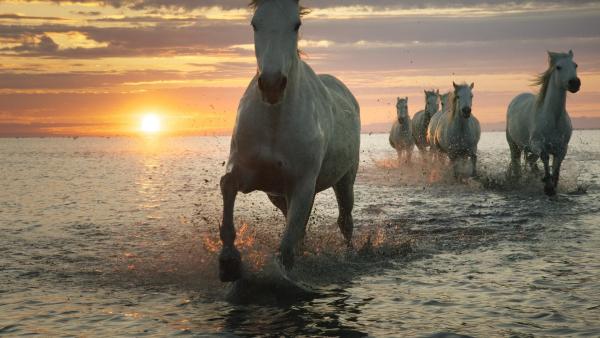 Bild 1 von 1: Im Bild: Wo die Rhone ins Mittelmeer mündet, ist die uralte Rasse der Camargue-Pferde seit Jahrtausenden zuhause.
