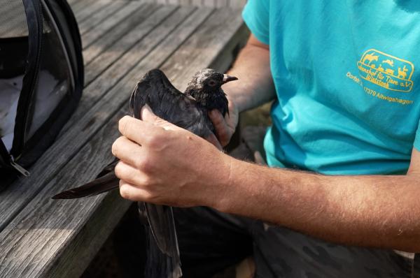 Bild 1 von 11: Jedes Tier, was bei dem Ehepaar ankommt, wird von den beiden Tierheilpraktikern zunächst gründlich auf Verletzungen und Krankheiten untersucht.