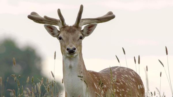Bild 1 von 22: Im Bild: Das hübsch gefleckte, kleine Damwild ist häufig in Schleswig-Holstein.