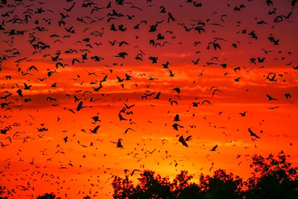 Bild 1 von 6: Millionen von Palmenflughunden treffen sich jedes Jahr in einem kleinen Waldstück in Sambia. Sie sind extrem vom Wetter abhängig, denn nur wenn der Regen hier rechtzeitig kommt, reifen genug Früchte, um die hungrigen Saisongäste sattzubekommen.