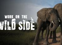 Team Wildlife Südafrika