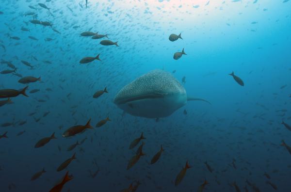 Bild 1 von 3: Der Walhai ernährt sich trotz seiner enormen Größe von zehn bis zwölf Metern Länge ausschließlich von Plankton, Fischlarven und kleinen Schwarmfischen.