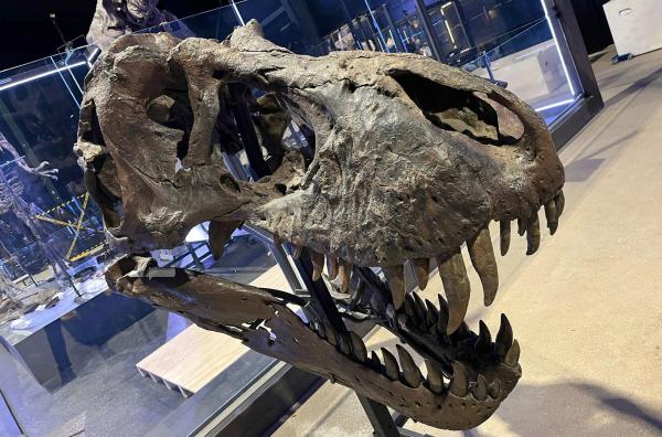 Bild 1 von 2: Das Skelett von T-Rex Trinity besteht aus etwa 50 Prozent Originalknochen. Ein Teil des Skeletts wurde rekonstruiert.