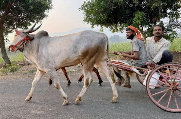 Bild 1 von 3: Für viele ländliche Familien bedeutet der Kurkumaanbau mehr als nur Arbeit ? er ist ihre Lebensgrundlage und ihr Stolz.