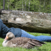 Anna und die wilden Tiere