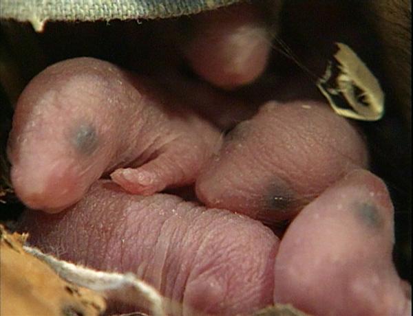 Bild 1 von 2: Die kleinen Mäusebabys müssen beschützt werden.