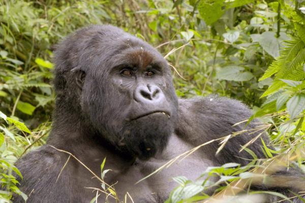 Bild 1 von 4: Silberrücken im Virunga-Nationalpark.