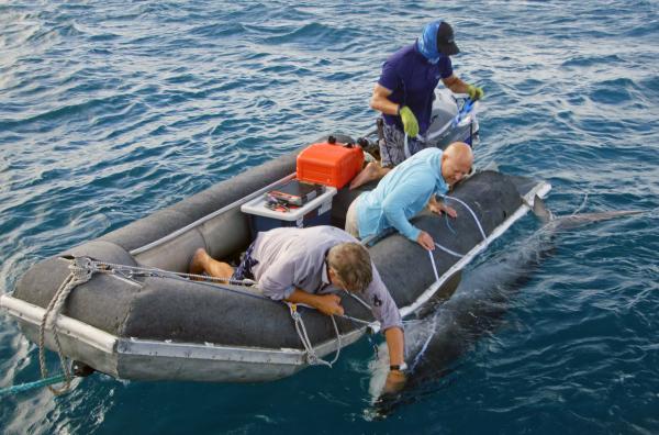 Bild 1 von 3: Ein Team von australischen Wissenschaftlern bringt Peilsender und andere Messgeräte an Haien und Walen an, um Informationen über das Great Barrier Reef zu sammeln.