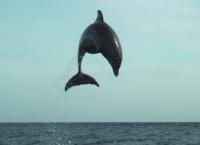 Tierische Überflieger