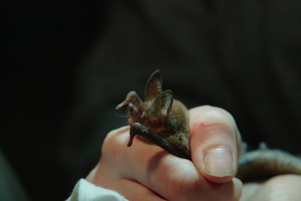 Bild 1 von 9: Die kleine Neuseeland-Fledermaus hat sich den Waldboden als Jagdrevier ausgesucht.