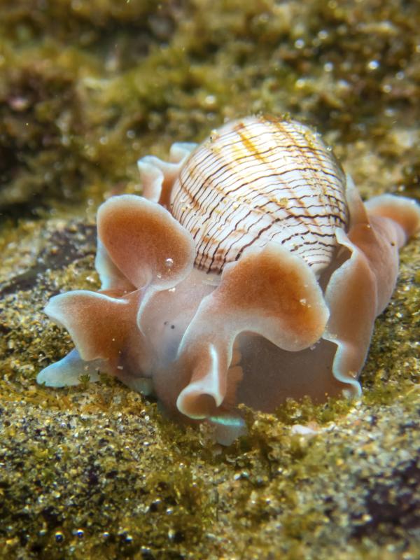 Bild 1 von 6: Rosenblatt-Blasenschnecke