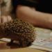 Welt der Tiere