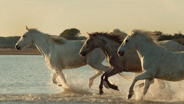 Bild 1 von 20: Im Bild: Das riesige Flussdelta der Camargue ist einer der letzten Orte in Europa, wo Pferde völlig frei und ungezähmt leben.