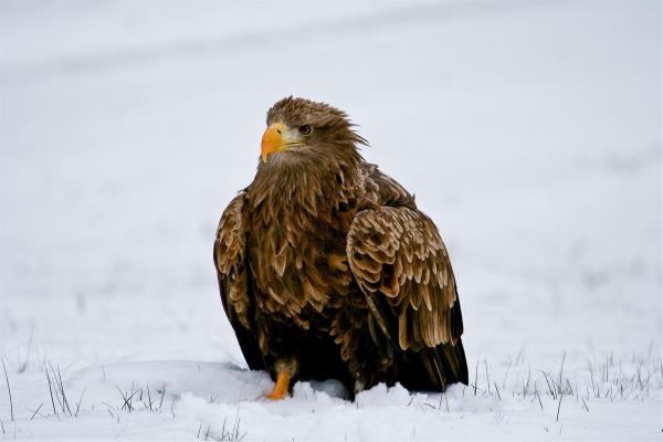 Bild 1 von 20: Im Bild: Ausgewachsener Seeadler im Winter.