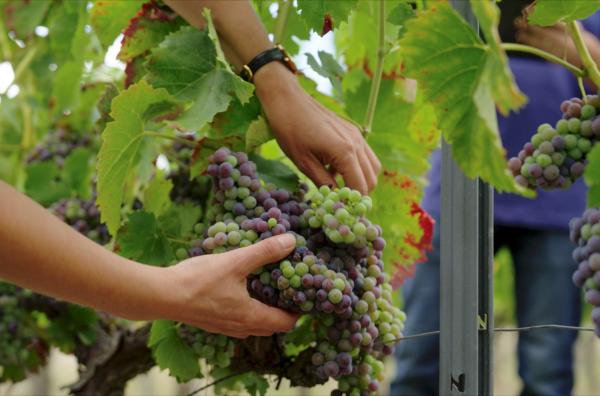 Bild 1 von 2: Die Nationale Beobachtungsstelle für den Einsatz resistenter Rebsorten (OSCAR) in Bordeaux kontrolliert in ganz Frankreich neue resistente Rebsorten auf möglichen Krankheitsbefall.