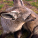 Das Waisenhaus für wilde Tiere